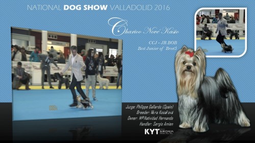 National Dog Show Valladolid 2016