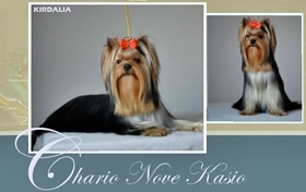 Los mejores Yorkshire Terrier del mundo