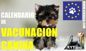 Plan de vacunación Yorkshire Terrier