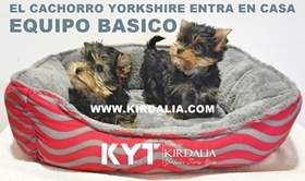 Equipo básico para el cachorro