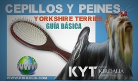 Cepillos y peines adecuados para Yorkshire Terrier