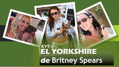 el-yorkshire-de-britney-spears