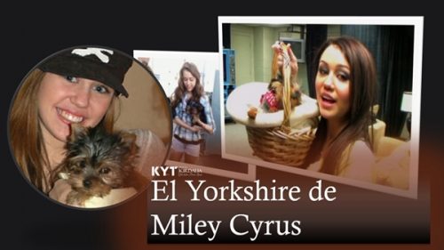 el-yorkshire-de-miley-cyrus