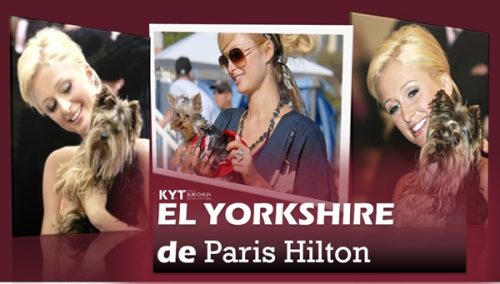 el-yorkshire-de-paris-hilton