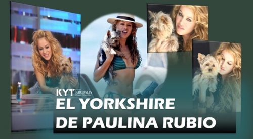 el-yorkshire-de-paulina-rubio