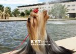 Los mejores Yorkshire Terrier del mundo