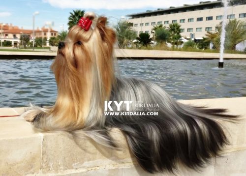 Los mejores Yorkshire Terrier del mundo