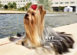 Los mejores Yorkshire Terrier del mundo