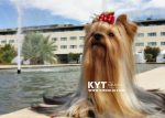 Los mejores Yorkshire Terrier del mundo