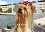 Los mejores Yorkshire Terrier del mundo