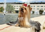 Los mejores Yorkshire Terrier del mundo