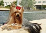 Los mejores Yorkshire Terrier del mundo