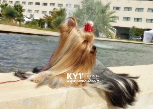 Los mejores Yorkshire Terrier del mundo