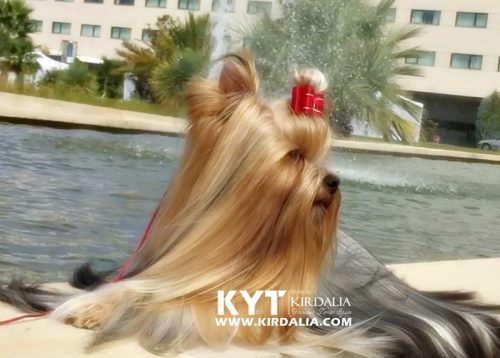 Los mejores Yorkshire Terrier del mundo