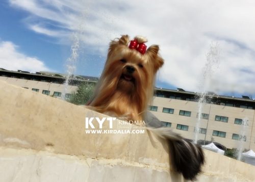 Los mejores Yorkshire Terrier del mundo