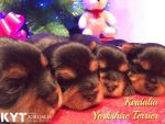 Los mejores Yorkshire Terrier del mundo