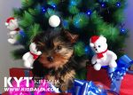 Los mejores Yorkshire Terrier del mundo