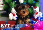 Los mejores Yorkshire Terrier del mundo