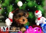 Los mejores Yorkshire Terrier del mundo