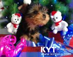 Los mejores Yorkshire Terrier del mundo