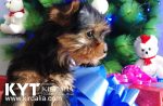 Los mejores Yorkshire Terrier del mundo