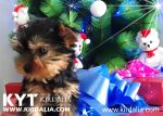 Los mejores Yorkshire Terrier del mundo