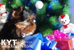 Los mejores Yorkshire Terrier del mundo