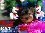 Los mejores Yorkshire Terrier del mundo