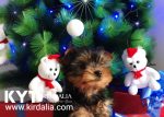 Los mejores Yorkshire Terrier del mundo