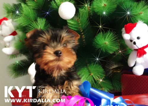 Los mejores Yorkshire Terrier del mundo