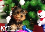 Los mejores Yorkshire Terrier del mundo