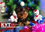 Los mejores Yorkshire Terrier del mundo