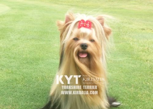 Los mejores Yorkshire Terrier del mundo