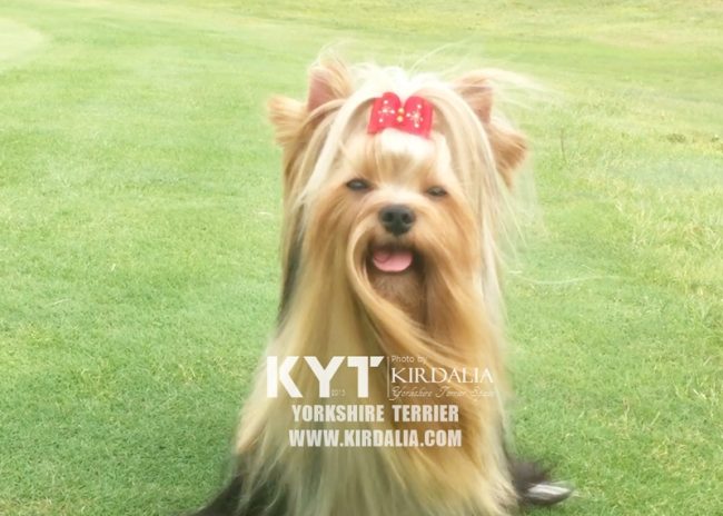 Los mejores Yorkshire Terrier del mundo