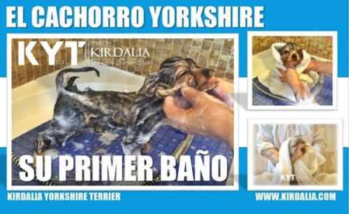 Tutoriales cachorros yorkshire terrier