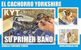 El primer baño del cachorro Yorkshire Terrier