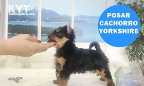 Cómo posar al CACHORRO YORKSHIRE