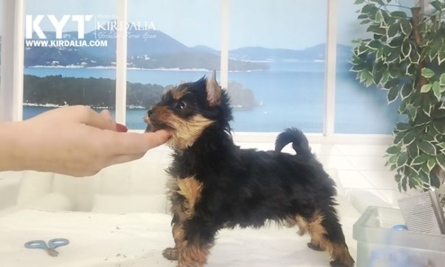 Los mejores Yorkshire Terrier del mundo