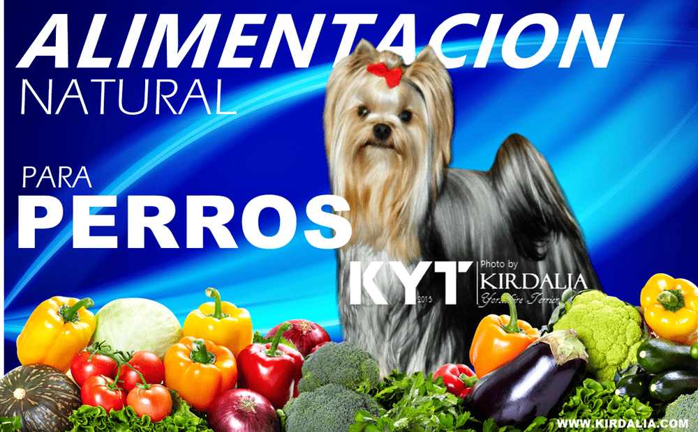 presumir Currículum Estar satisfecho Recetas caseras de 'Alimentación natural' para alimentar a tu perro | Criadores Yorkshire Madrid presumir Currículum Estar satisfecho Recetas caseras de 'Alimentación natural' para alimentar a tu perro | Criadores Yorkshire Madrid