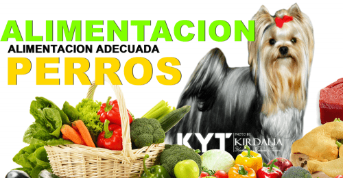 Alimentación natural para perros,