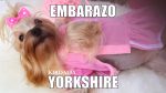 El Embarazo Yorkshire