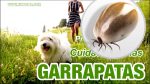 GARRAPATAS, como evitar que tu perro se infecte de estos parásitos