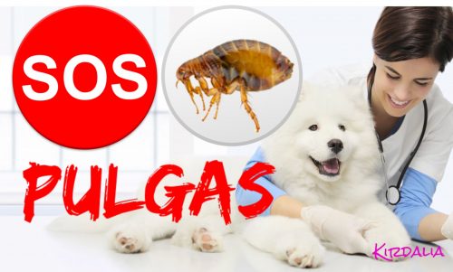 Averigua si tu perro tiene pulgas y cómo erradicarlas