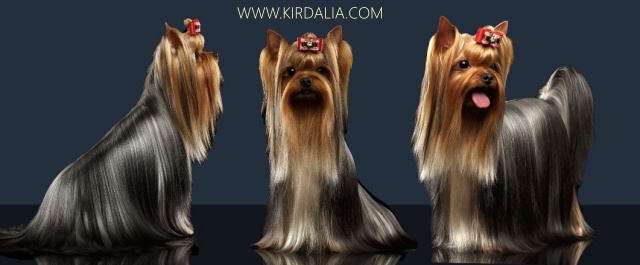 Mis Yorkies. Ejemplares Machos Kirdalia Yorkshire Terrier