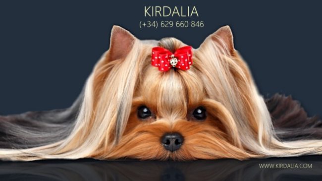 KIRDALIA YORKSHIRE TERRIER