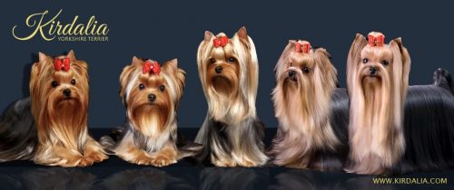 Los mejores yorkshire terrier del mundo