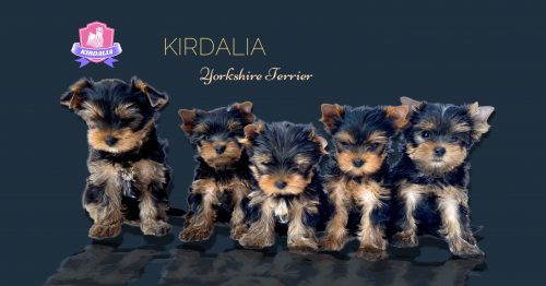 Cachorros adorables Kirdalia Yorkshire Terrier