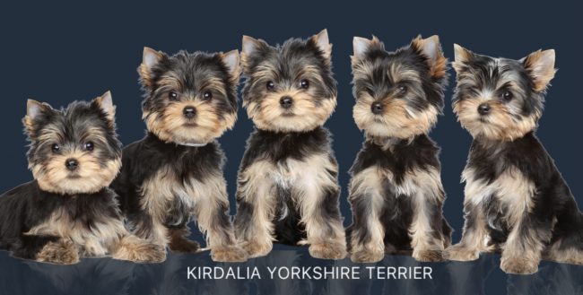 Los mejores yorkshire Terrier del mundo