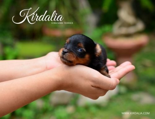 Solitario Conciencia folleto Pediatria canina | Criadores Yorkshire MadridCriadores Yorkshire Madrid