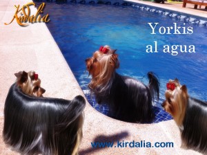El Yorkshire Terrier es una de las razas más bellas del mundo
